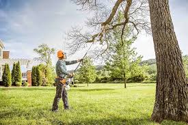 Best Tree Removal Services  in Westville, OK